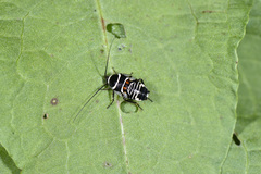 Hemithyrsocera vittata