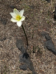Zephyranthes concolor