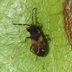 Scolopostethus diffidens