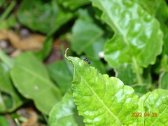 Salticidae