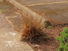Carex buchananii