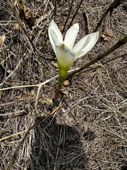 Zephyranthes concolor