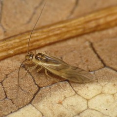 Caeciliusidae