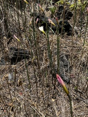 Zephyranthes concolor