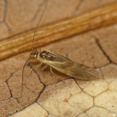 Caeciliusidae