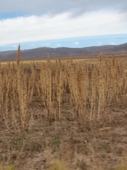 Chenopodium quinoa