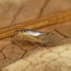 Caeciliusidae