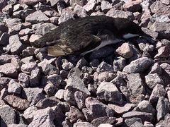 Synthliboramphus craveri