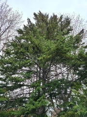 Picea glauca