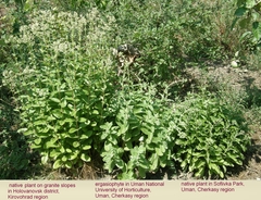 Hylotelephium maximum maximum