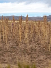 Chenopodium quinoa