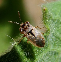 Geocoris pallens