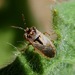 Western Big-eyed Bug - Photo (c) dlbowls, some rights reserved (CC BY-NC), uploaded by dlbowls