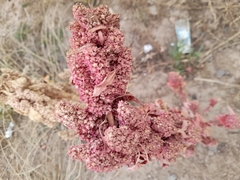 Chenopodium quinoa