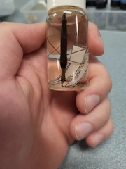 Ranatra quadridentata