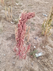 Chenopodium quinoa