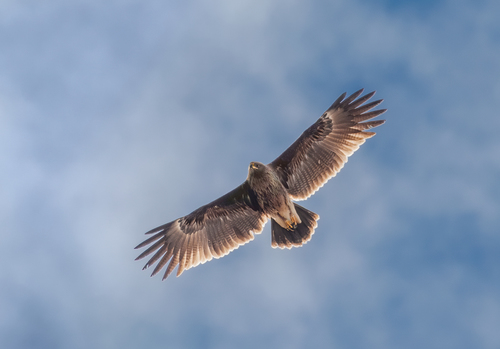 Aigle criard