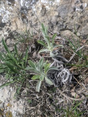 Sideritis catillaris