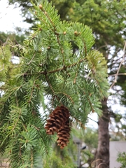 Picea glauca
