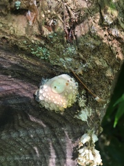 Calbovista subsculpta