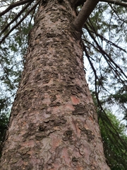 Picea glauca