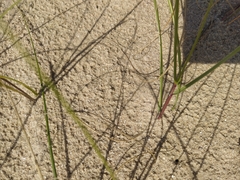 Panicum racemosum
