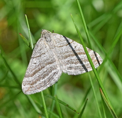 Scotopteryx coarctaria