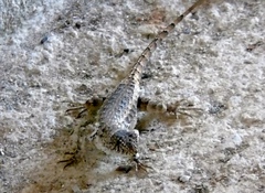 Sceloporus nelsoni