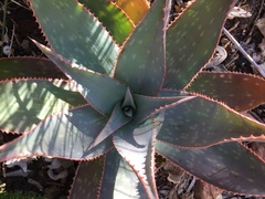 Aloe × schimperi