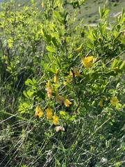 Chamaecytisus ruthenicus
