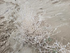 Corispermum hookeri pseudodeclinatum