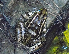 Lithobates magnaocularis