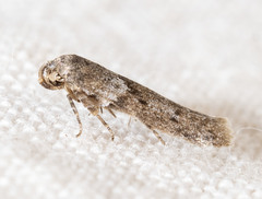 Blastobasis taurusella