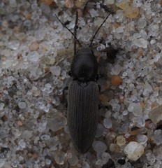 Elateridae