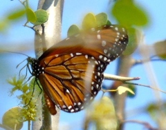 Danaus eresimus montezuma