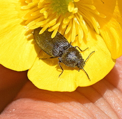 Prosternon tessellatum