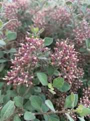 Salpianthus arenarius