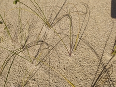 Panicum racemosum