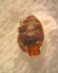 Vertigo antivertigo
