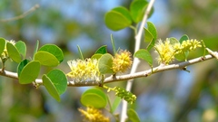 Microlobius foetidus