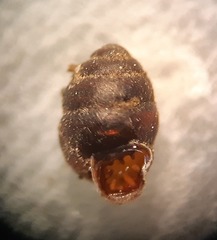 Vertigo antivertigo