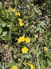 Potentilla humifusa