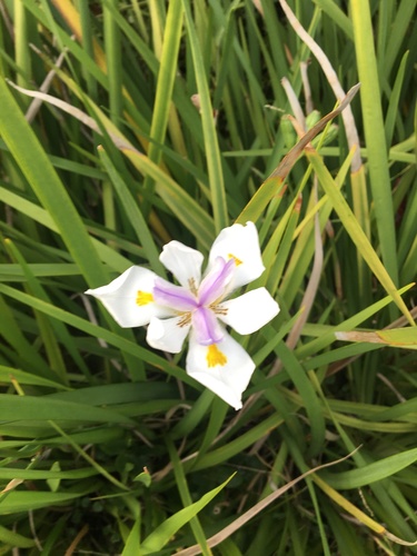 Dietes grandiflora