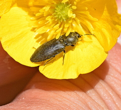 Prosternon tessellatum