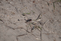 Sphecodes albilabris