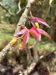 Pterostemma antioquiense