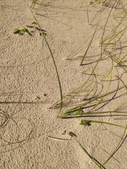 Panicum racemosum