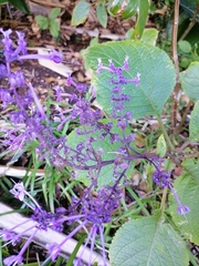 Plectranthus ecklonii