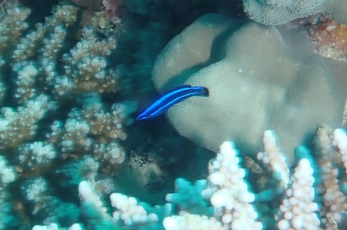 Fourline Wrasse — seen at this dive site