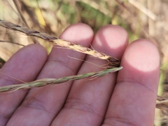 Andropogon distachyos